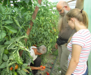 Tomatenplantage-Moldawien