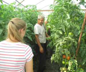Tomaten-Plantage-Moldawien