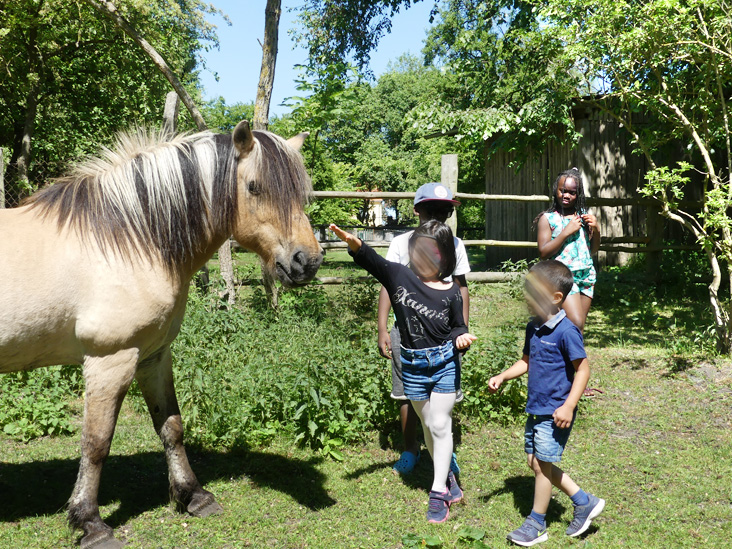 Pferd streicheln am Familientag